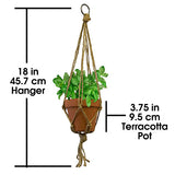 Mini Macrame Plant Hanger with Terra Cotta Pot, Jute Cord, Succulents, Indoor Plants, Boho Home Decor Display