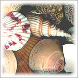 Seashell Assortment, Boxed 2.5 lb Bulk Pack, Macrame Embellishment, Coastal Wall Art, Home Decor Crafts, Dreamcatchers