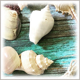 Seashell Assortment 8 oz Bag, 2 Size Options (Small and Large), Macrame Embellishment, Coastal Decor, Craft Detailing