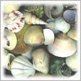 Seashell Assortment, Boxed 2.5 lb Bulk Pack, Macrame Embellishment, Coastal Wall Art, Home Decor Crafts, Dreamcatchers