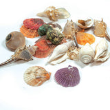 Seashell Assortment 8 oz Bag, 2 Size Options (Small and Large), Macrame Embellishment, Coastal Decor, Craft Detailing
